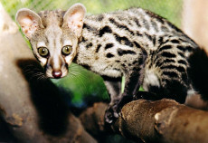 Николаевский зоопарк – часть истории Украины