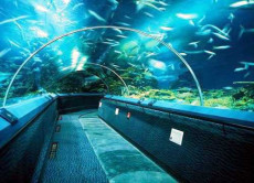 В киевском зоопарке откроют океанариум