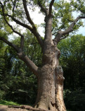 Юзефинский дуб (Дерево князя Игоря)