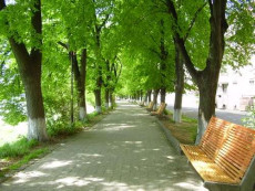 Самая длинная в Европе липовая аллея находится в Ужгороде