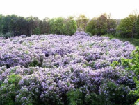 Сиреневая роща